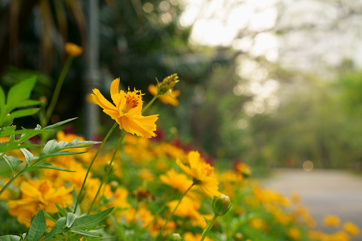 Beautiful yellow Cosmos beside jogging walkway blur background