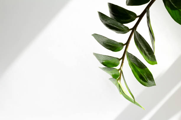 istock Green houseplants home decoration on white background 1253195496