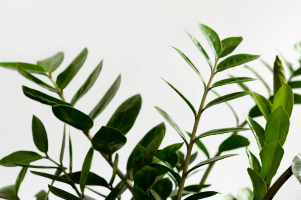 istock Indoor garden home decoration on white background. 1253195500