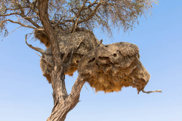 sociable weavers nest on bluesky background - landscape panoramic kalahari desert namibia imagens e fotografias de stock