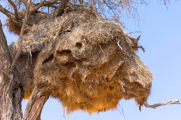 istock Sociable Weavers nest on bluesky background 1253196566