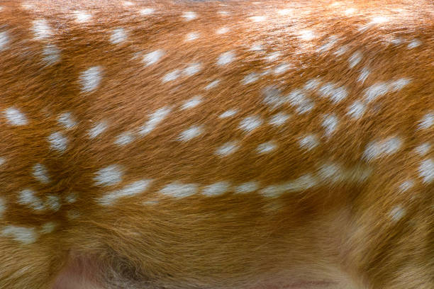 istock Deer skin pattern white spot in picture 1253199048