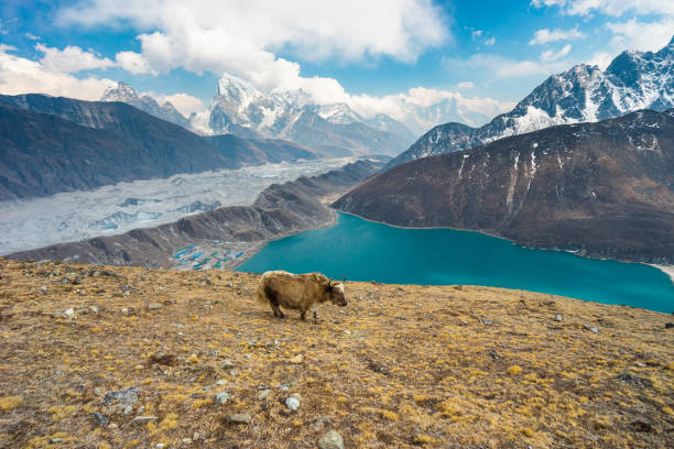 istock White Yak standing on Gokyo Ri view point surrounded by Himalaya mountains range, Everest base camp trekking route, Nepal 1253199093