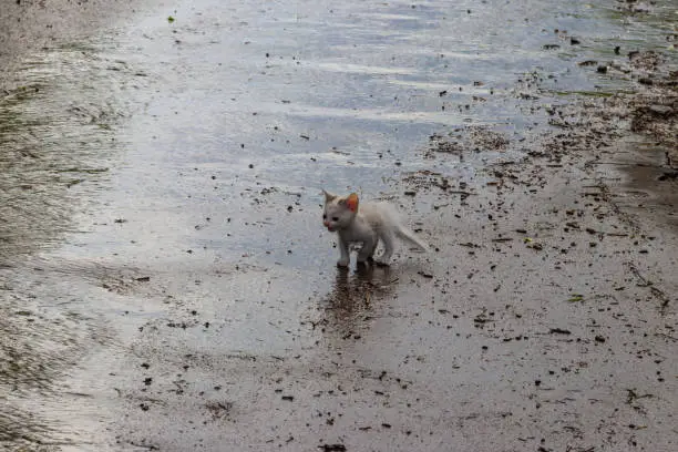 Photo of Wet stray sad kitten on a street after a rain. Concept of protecting homeless animals