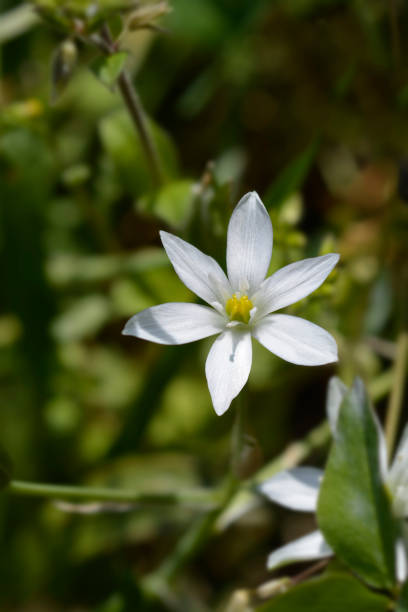 istock Garden star-of-Bethlehem 1253201775