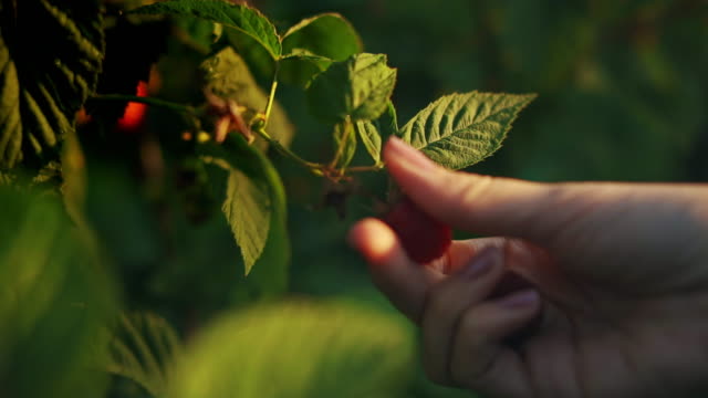 Close-up of a female hand that gently snaps off a ripe raspberries from a bush on a sunset background, harvesting raspberries on a plantation, raspberry picker stock video