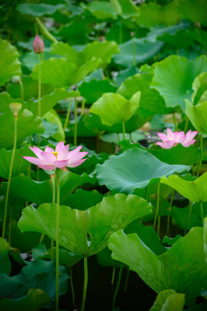 istock lotus flower in a pond vertical composition 1253201954