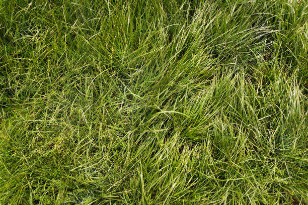 istock Green fresh grass glistens in the bright sun close-up 1253202058