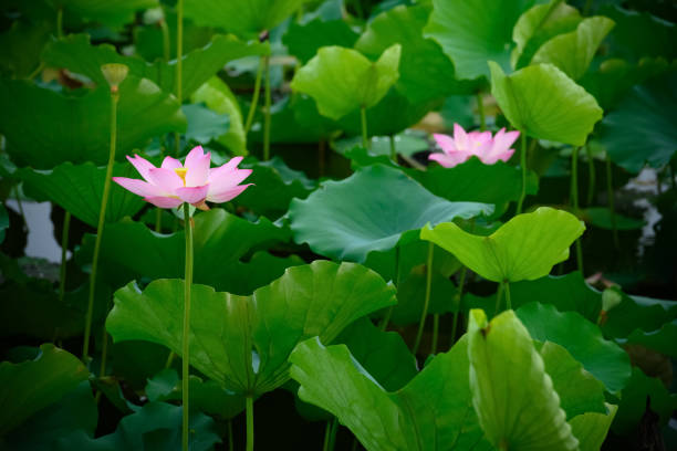 istock lotus flower in a pond horizontal composition 1253202087