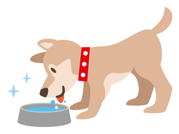 Illustration of a dog drinking water vector art illustration