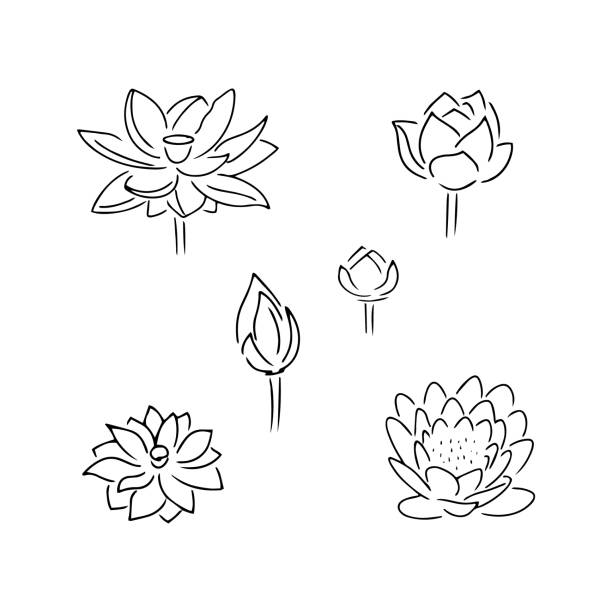 Doodle flower lotus set icon isolated on white. Hand drawing line art. Sketch vector stock illustration. EPS 10 Doodle flower lotus set icon isolated on white. Hand drawing line art. Sketch vector stock illustration. EPS 10 lotus flower drawing stock illustrations