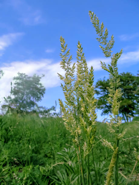 Spikelets of meadow bluegrass closeup on a background of spring-summer greenery, vertical