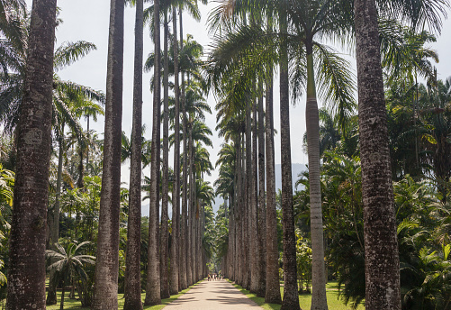 A palm tree avenue at the Botanical Garden or Jardim Botânico in Rio de Janeiro, Brazil.