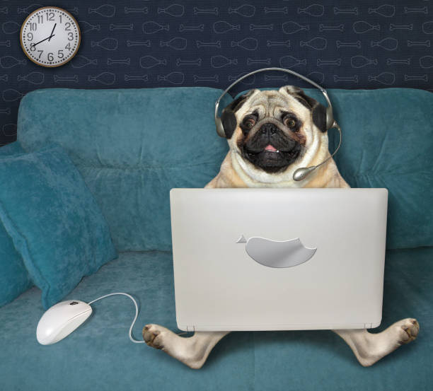 Pug using laptop on sofa The pug dog in headphones is using a silver laptop on a blue sofa at home. A white computer mouse is next to him. headphones plugged in photos stock pictures, royalty-free photos & images