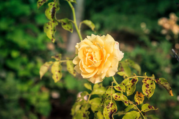 beautiful yellow rose in rose bush affected by Diplocarpon rosea or Black spot disease green background with beauty yellow rose and leaves with black spots infestation photos stock pictures, royalty-free photos & images