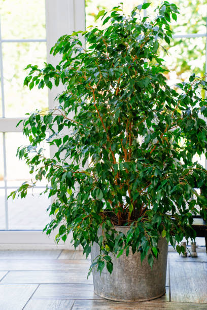 istock potted flower - ficus in pot. interior decoration plants. 1253209364