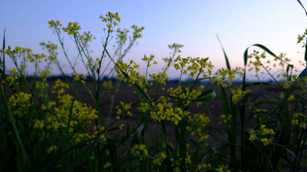 wild yellow flowers before dawn