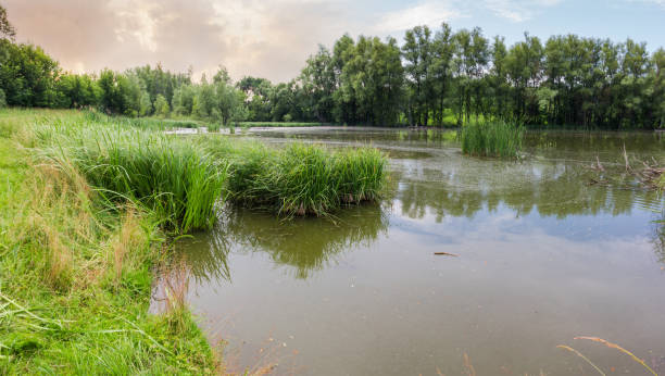 istock Pond overgrown with marsh plants and shores with trees, panorama 1253210011