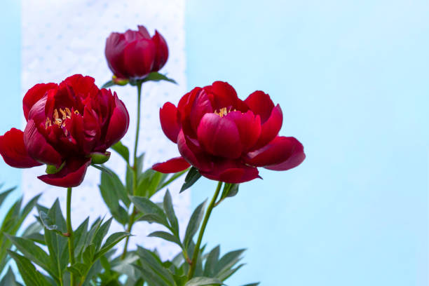 istock Red blooming peony flower (Paeonia Lactiflora Buckeye Belle) on light blue background. Beautiful bud flower head for greeting card, copy space 1253210064