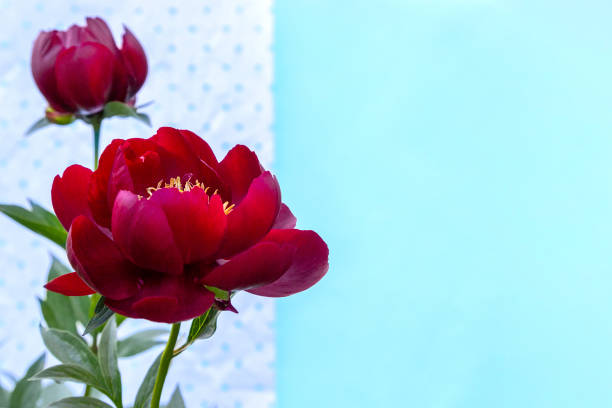 Red blooming peony flower (Paeonia Lactiflora Buckeye Belle) on light blue background. Beautiful bud flower head for greeting card, copy space