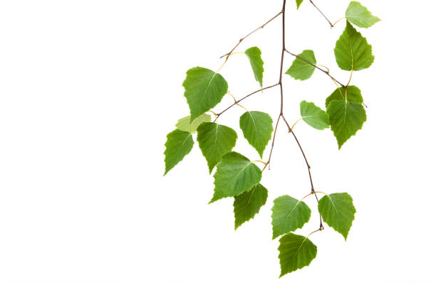 istock Birch leaves of the tree isolated on the white background. 1253211405