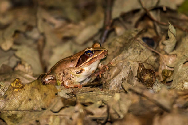 istock Agile frog (Rana dalmatina) in the forest 1253212077