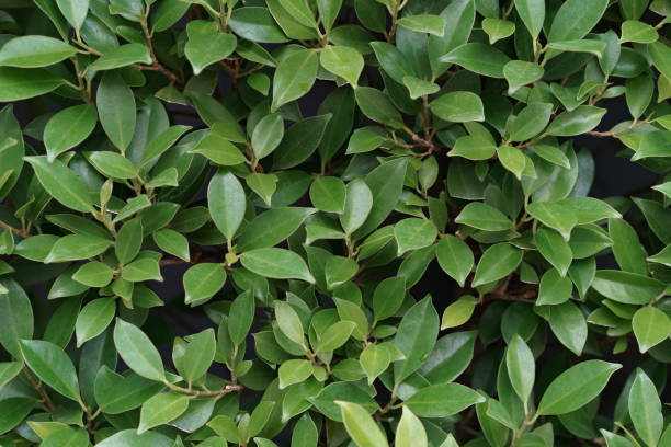 istock Natural background of green tiny leaves wall. 1253213542