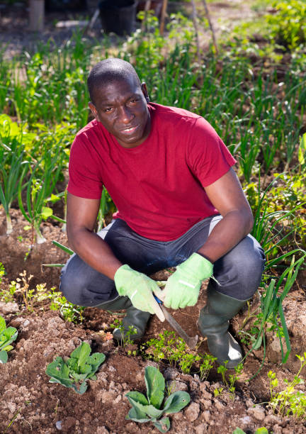 istock Man gardener during planting cabbage in sunny garden 1253214881