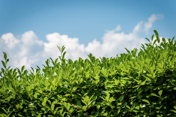 istock Closeup of a Green Hedge on Blue sky with Clouds 1253215108