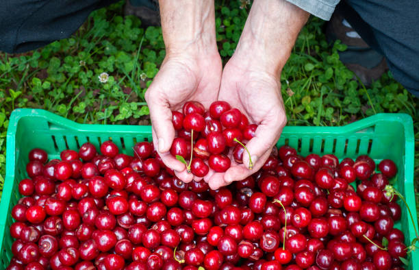 istock Man collecting fresh picked cherry fruit in a crate 1253215143