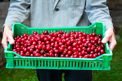 Man holding fresh picked cherries in a box closeup