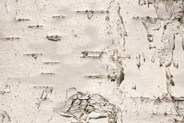 istock Closeup of birch bark on a sunny summer day. 1253215376