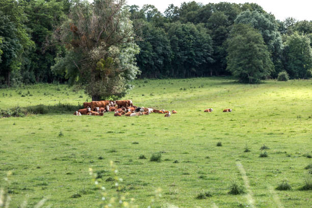 mucche in un prato 3 - farm florida cattle travel locations foto e immagini stock