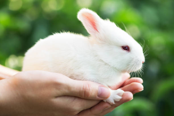 girl holding in hands a little white rabbit\