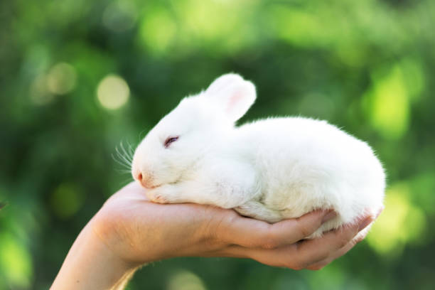 istock girl holding in hands a little white rabbit