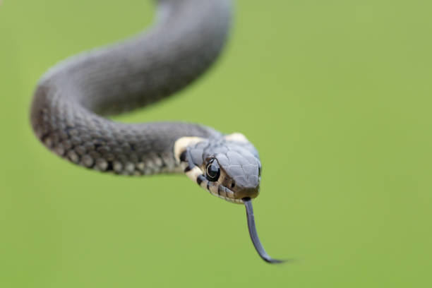 istock Closeup of grass snake, Natrix natrix 1253217055