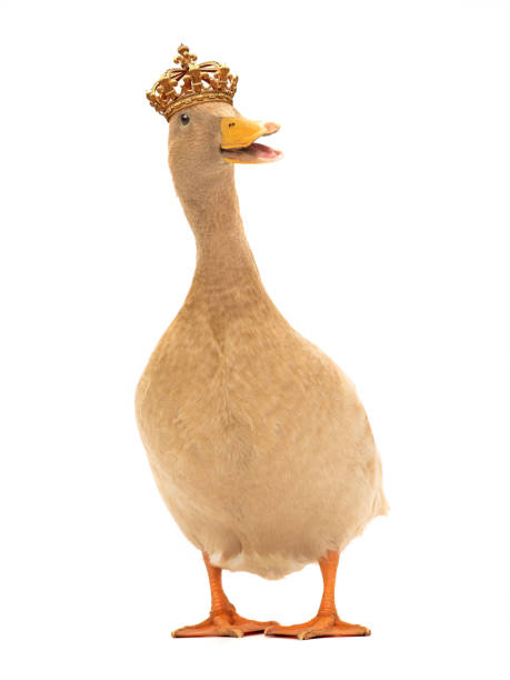 cute duck in royal crown isolated on white