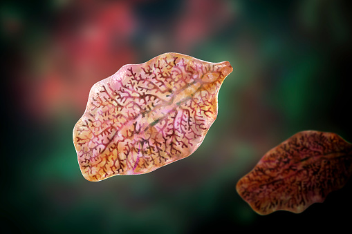 Fasciola hepatica, or liver fluke, 3D illustration. A parasitic trematode worm that causes fasciolosis, an infection of liver