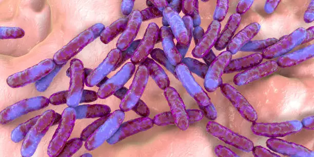 Photo of Probiotic bacteria Lactobacillus