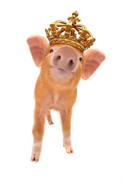 Funny Pig Stock Photos, Pictures & Royalty-Free Images - iStock
