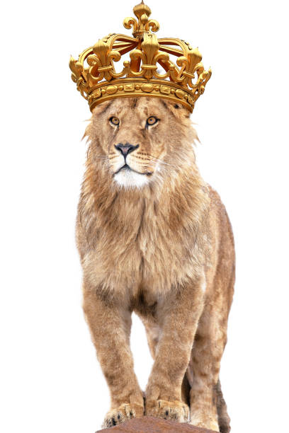 istock lion king stands against isolated on white 1253219948