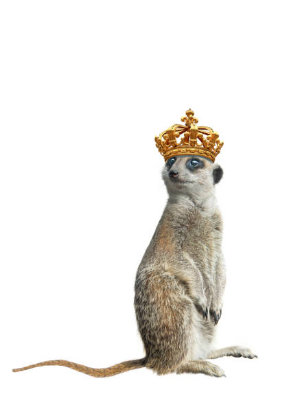 Beautiful meerkat looking staring