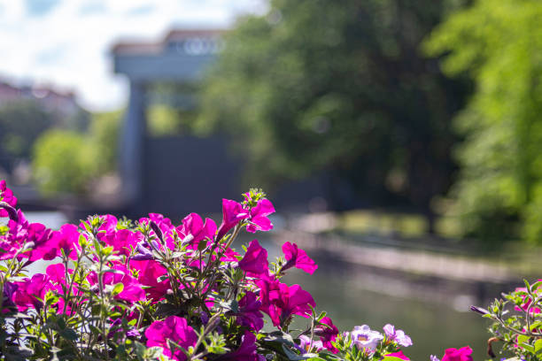 istock Flowers at a bridge in Trollhattan 1253220197