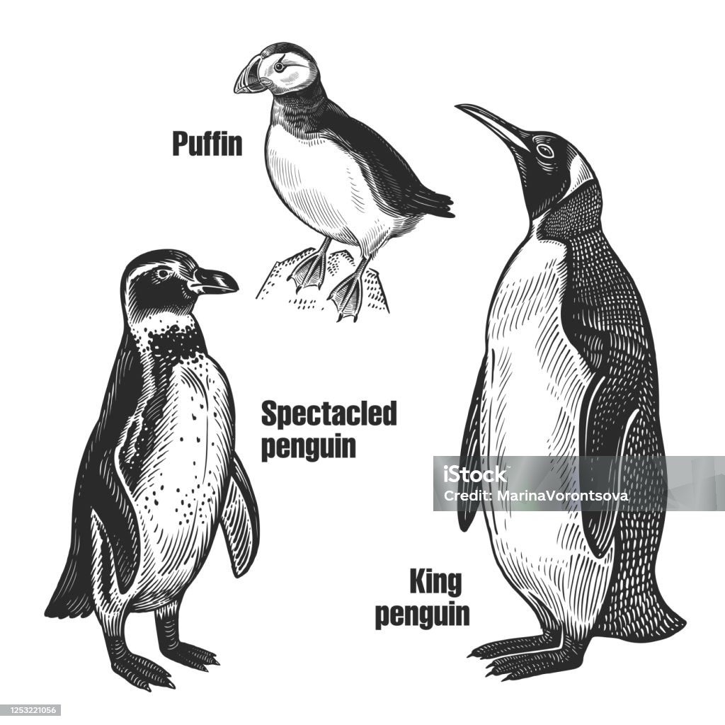 African Spectacled Penguin Arctic King Penguin And Puffin Black And White  Sketch Stock Illustration - Download Image Now - iStock