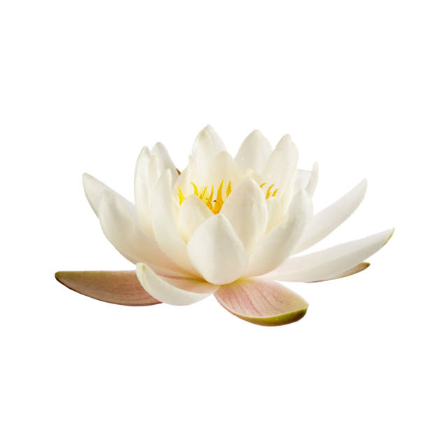 istock White water lily or lotus isolated on white background 1253221064