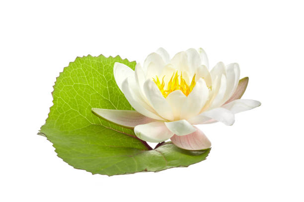 istock White water lily or lotus isolated on white background 1253221098