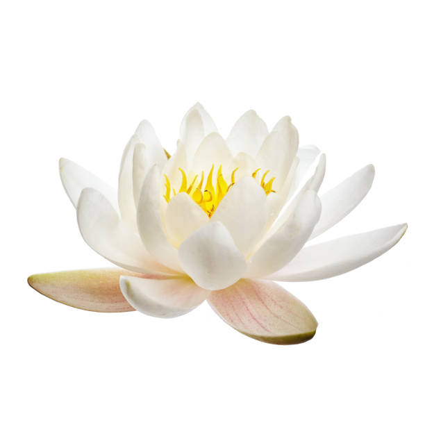 istock White water lily or lotus isolated on white background 1253221117