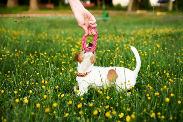 istock Owner plays with jack russell terrier dog in park 1253221245
