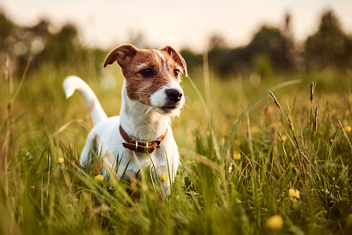 Portrait of jack russell terrier dog outside in the evening