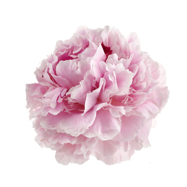 istock Pink fresh peony isolated on white background 1253221650